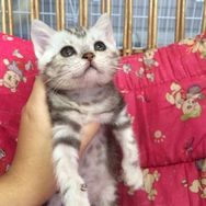 American Shorthair