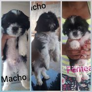 Filhotes de Shih-tzu