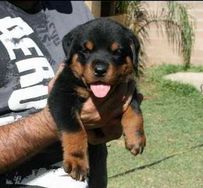 Filhotes de Rottweiler Cabeça de Touro