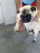 2 Lindos Pug