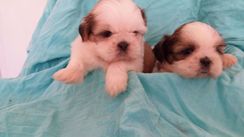 Shih Tzu