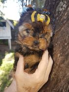 Cachorros Yorkshire Terrier