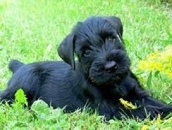 Fotos Similares: Schnauzer Preto 