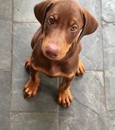 Doberman Lindos Filhotes