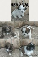 Filhotes de Shih Tzu