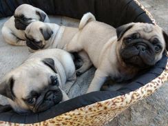 Pug Lindos Filhotes