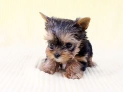 Disponiveis Filhotes de Yorkshire Terrier a Pronta Entrega