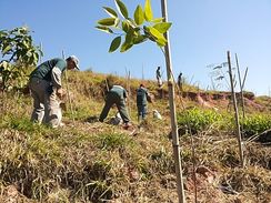 Compensação Ambiental em Guarulhos Zap