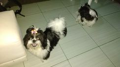 Filhotes de Shih Tzu Puros