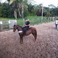 Vendo Cavalo de Esteira