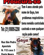 Fotos Similares: Pitt Bull Atende pelo Nome de Gaia 