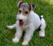 Filhotes de Fox Terrier pelo Duro