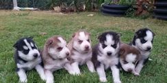 Husky Siberiano Filhotes 25 Dias Preto com Branco e Marrom com Branco