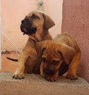 Fila Brasileiro