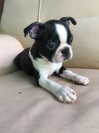 Vendo Filhote de Boston Terrier