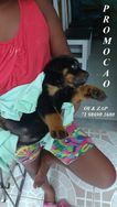 Rottweiler Filhotes Puros