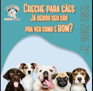 Creche Canina (day Care) em São José dos Campos