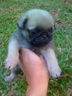 Fotos Similares: Filhotes de Pug 