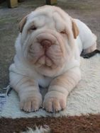 Filhotes Amorosos de Sharpei