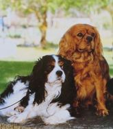 Fotos Similares: Filhotes de Cavalier 