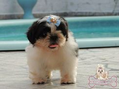 Lindos Filhotes de Shih Tzu