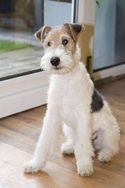 Filhotes Amorosos de Fox Terrier pelo Duro