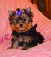 Fotos Similares: Fofos Filhotes de Yorkshire Terrier 