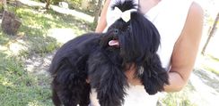 Shih Tzu Preto Disponivel Macho