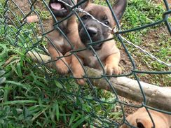 Pastor Belga de Malinois