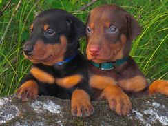 Filhotes Amorosos de Doberman