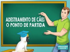 Guia de Adestramento de Cães - Passo a Passo