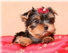 Fotos Similares: Lindos Filhotes Yorkshire Terrier 