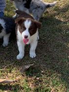 Fotos Similares: Estamos com Lindos Filhotes de Border Collie à Venda 