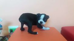 Boston Terrier Fofinhos