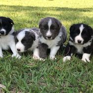 Sua Pesquisa por Border Collie Termina Aqui