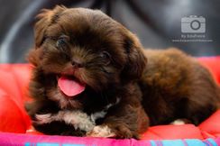 Shih Tzu Vacinados, Vermifugados, Pedigree e Microchipádo