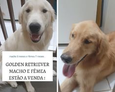 Golden Retriever