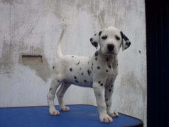 Dalmata Amaveis e Apaixonantes