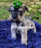 Schnauzer Fêmea e Macho