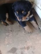 Rottweiler Puro