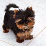 Fotos Similares: Yorkshire Terrier Lindos Filhotes, Me Adiciona no Whatsapp 