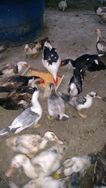 Vendo 10 Patos Baratos