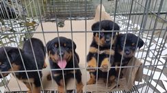 Filhotes de Rottweiler com Linhagem de Campeão