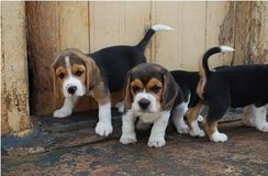 Fotos Similares: Filhotes de Beagle 