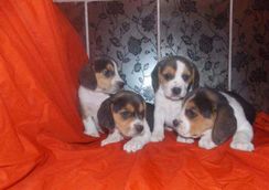 Beagle Tricolor