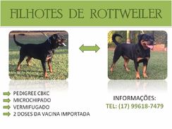 Filhotes de Rottweiler Macho com Pedigree Cbkc