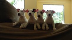 Bull Terrier Inglês Filhotes Saudáveis e Lindos