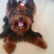 Filhotes de Yorkshire Terrier