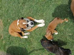 Lindos Filhotes de Boxer