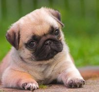 Fotos Similares: Filhotes de Pug 